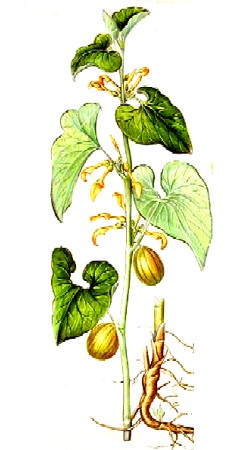 Aristolochia Longus Vulgaris